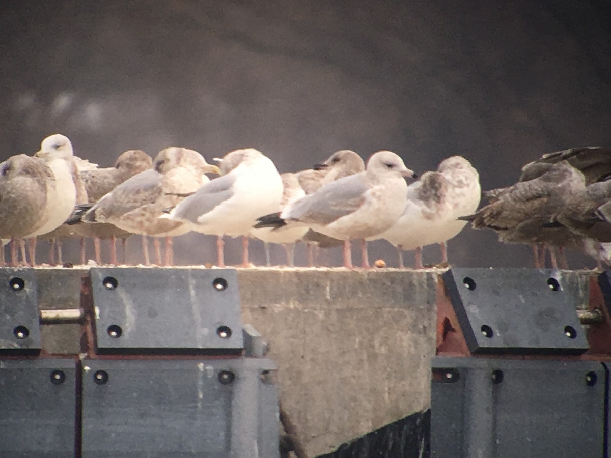 Gaviota Californiana - ML132976211