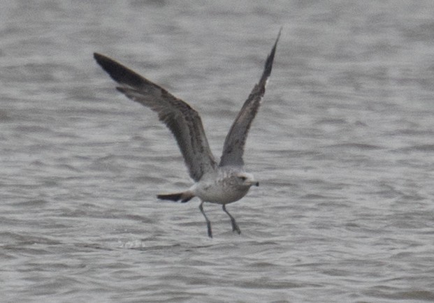 California Gull - ML132976781