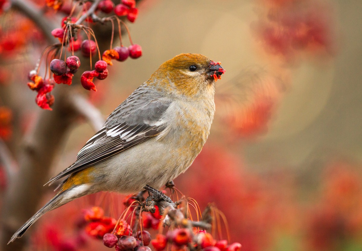 Pine Grosbeak - ML132977431