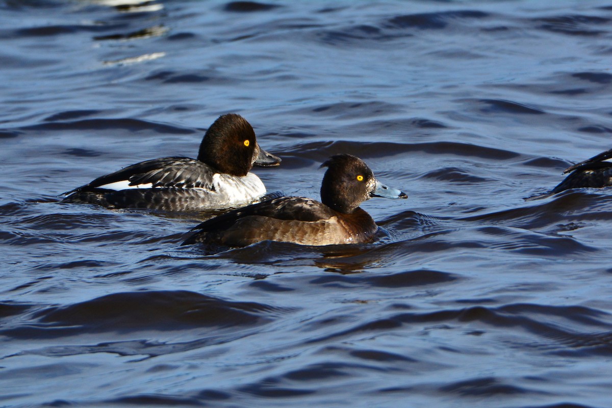 Tufted Duck - Peter Nichols