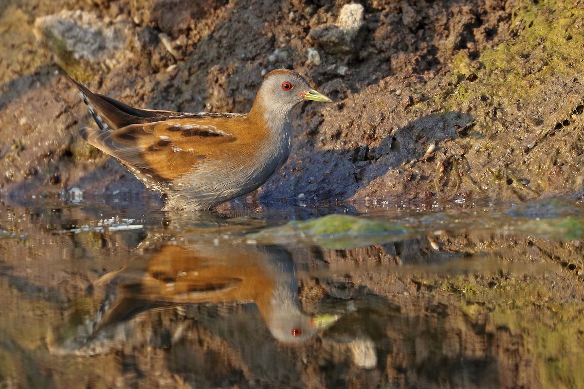 Little Crake - ML132978731