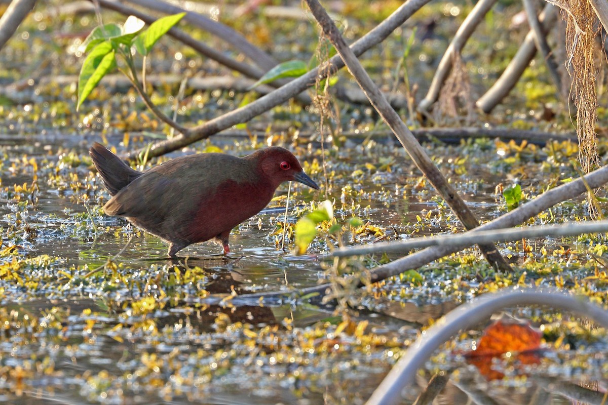 Ruddy-breasted Crake - ML132980031