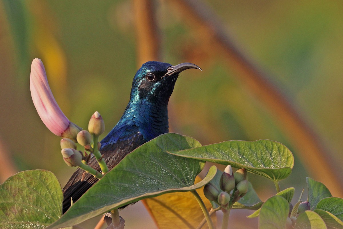 Purple Sunbird - Mihir Barve