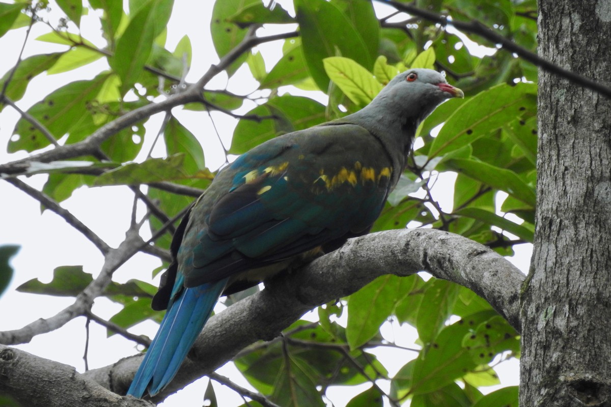 Wompoo Fruit-Dove - ML132982171