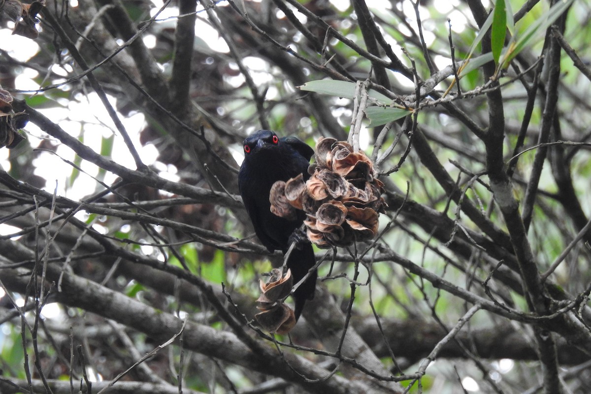 Metallic Starling - ML132982541