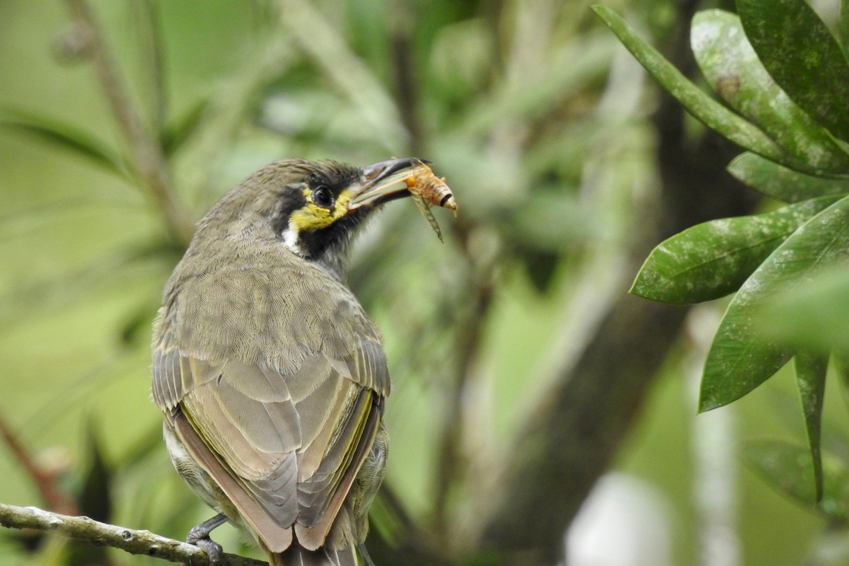 Yellow-faced Honeyeater - ML132982561