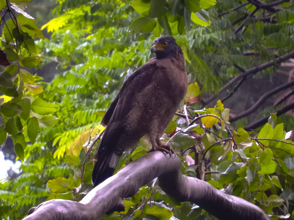 Crested Serpent-Eagle - ML132982571