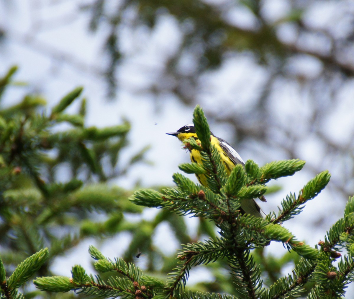 Magnolia Warbler - ML132983231