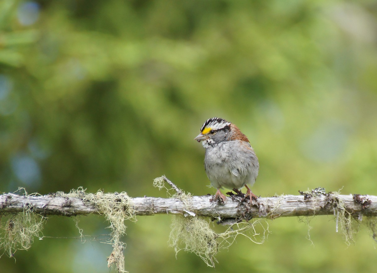 White-throated Sparrow - ML132983351