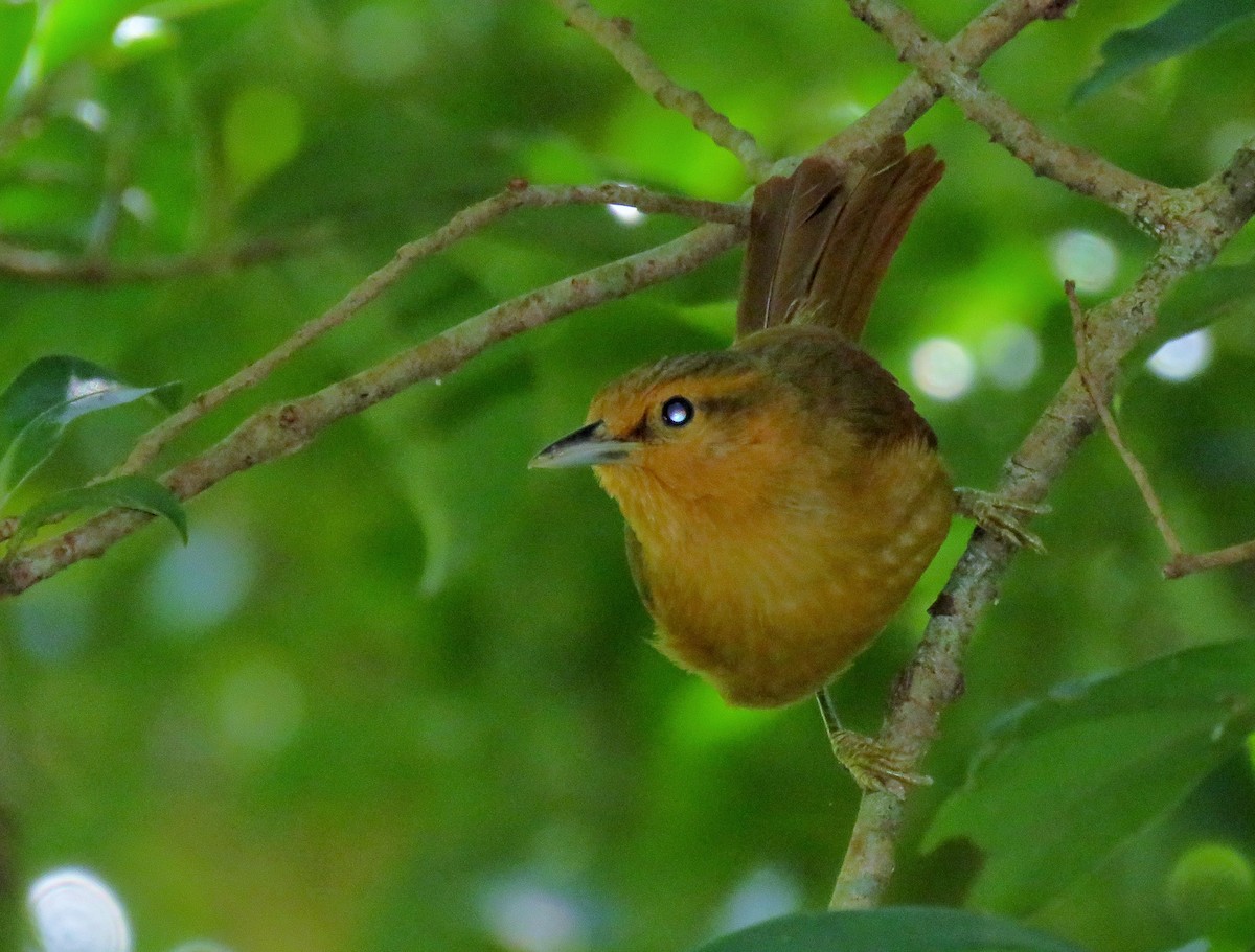 Buff-fronted Foliage-gleaner - Oliver  Komar