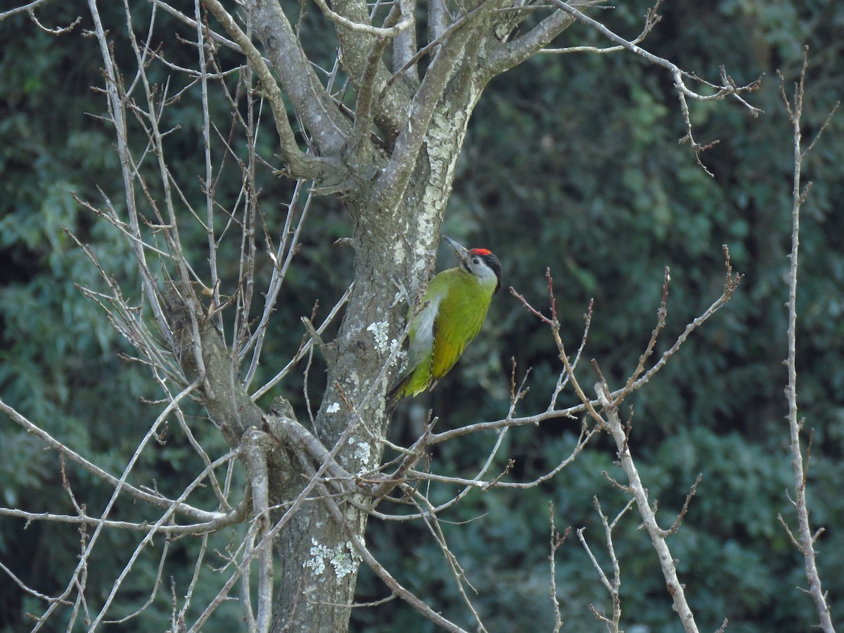 Gray-headed Woodpecker - ML132983951