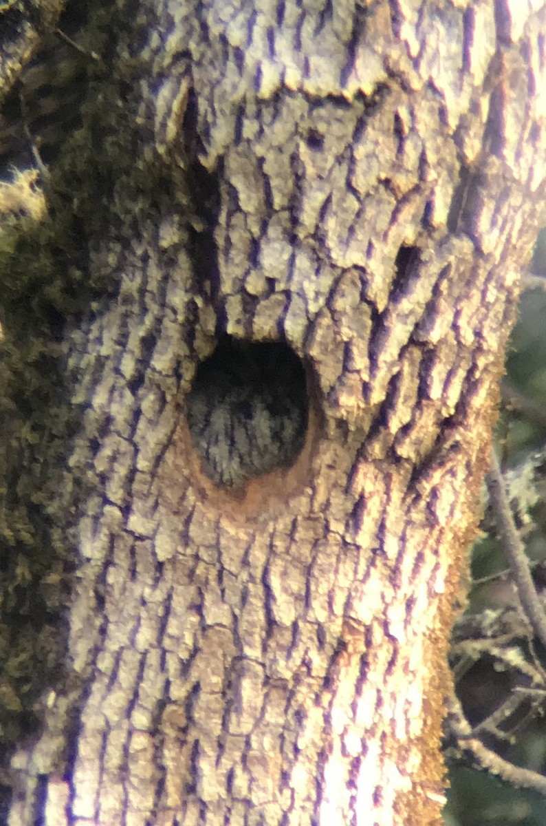 Western Screech-Owl - ML132984371