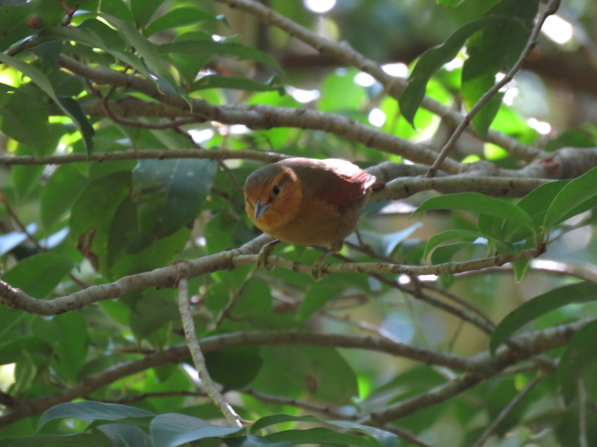 Buff-fronted Foliage-gleaner - ML132985401