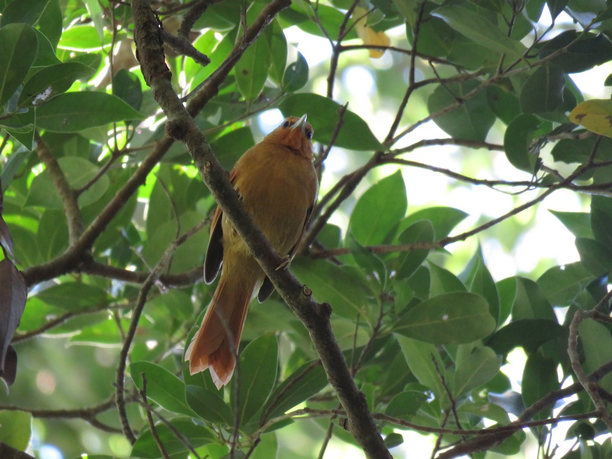 Buff-fronted Foliage-gleaner - ML132985431