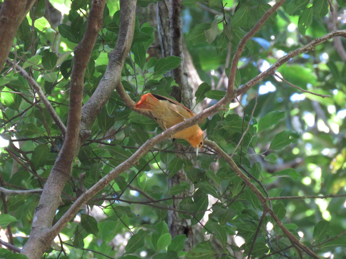 Buff-fronted Foliage-gleaner - ML132985441