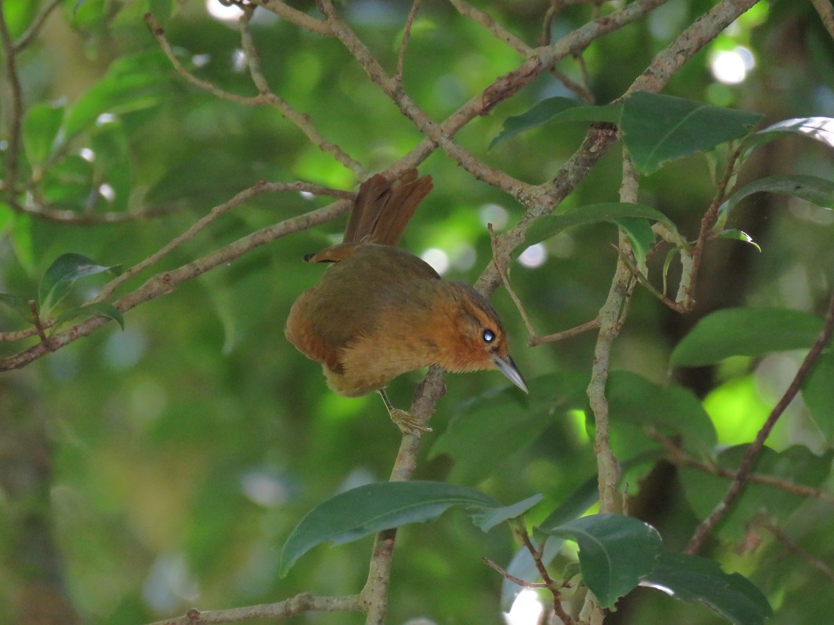 Buff-fronted Foliage-gleaner - ML132985471