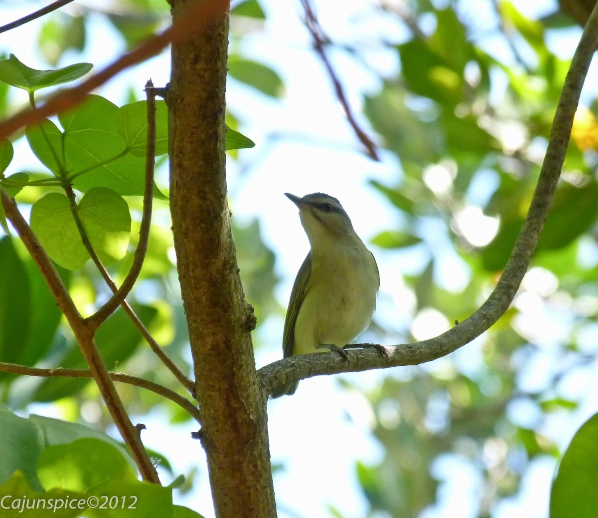 Black-whiskered Vireo - ML132986341