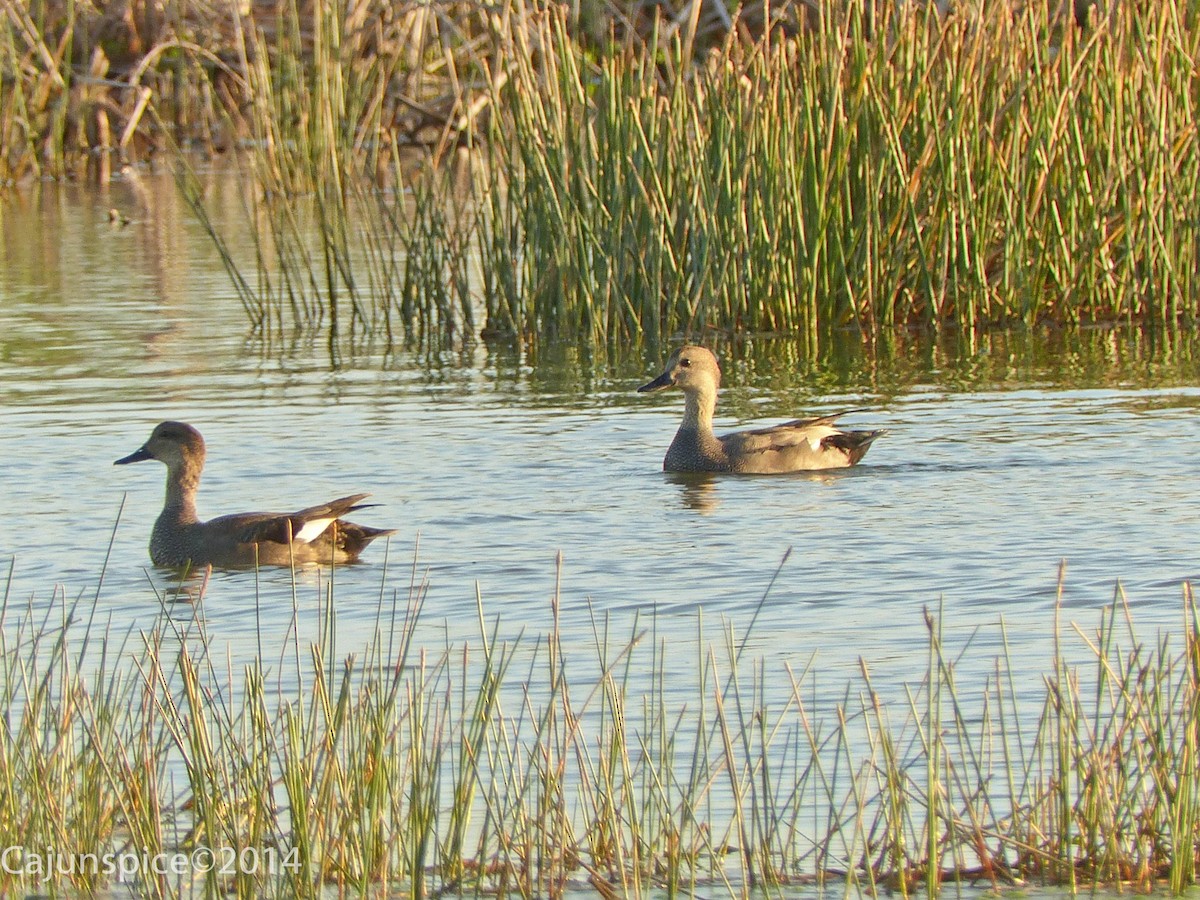 Canard chipeau - ML132986851