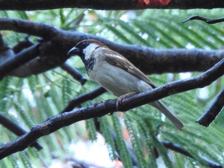 House Sparrow - ML132987531