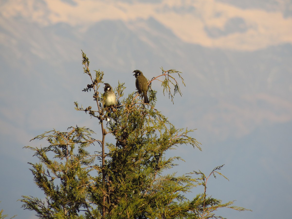 Bulbul à joues blanches - ML132987861