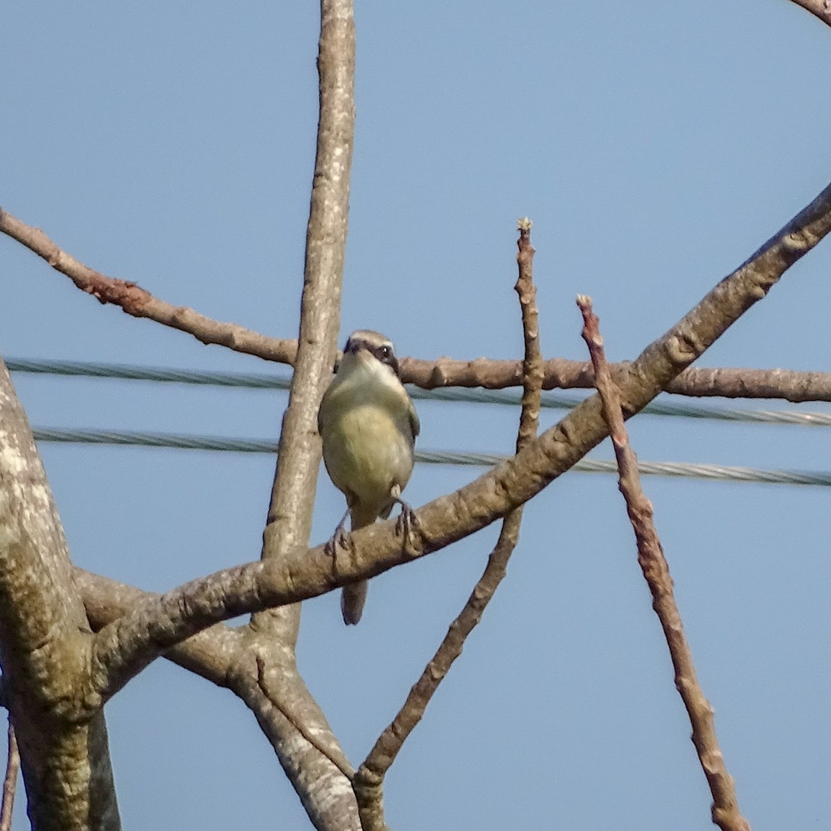 Brown Shrike - ML132991241