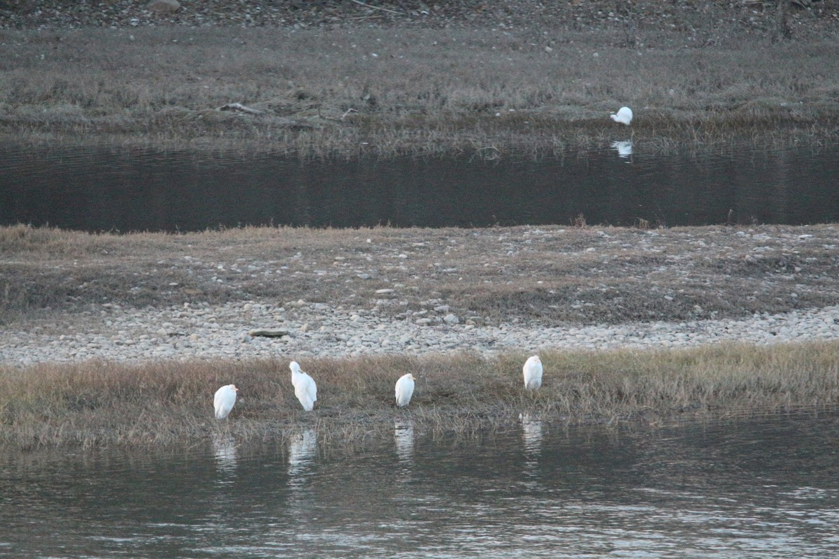 Western Cattle-Egret - ML132992331