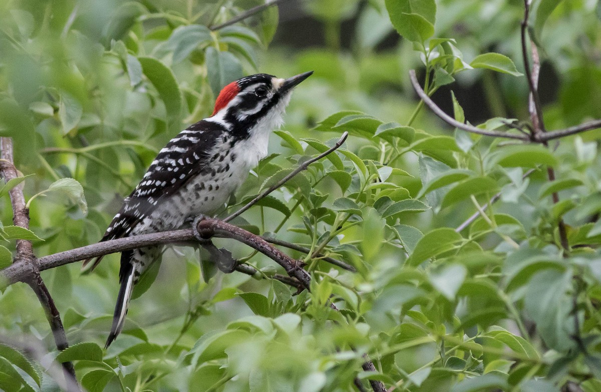 Nuttall's Woodpecker - ML132993081