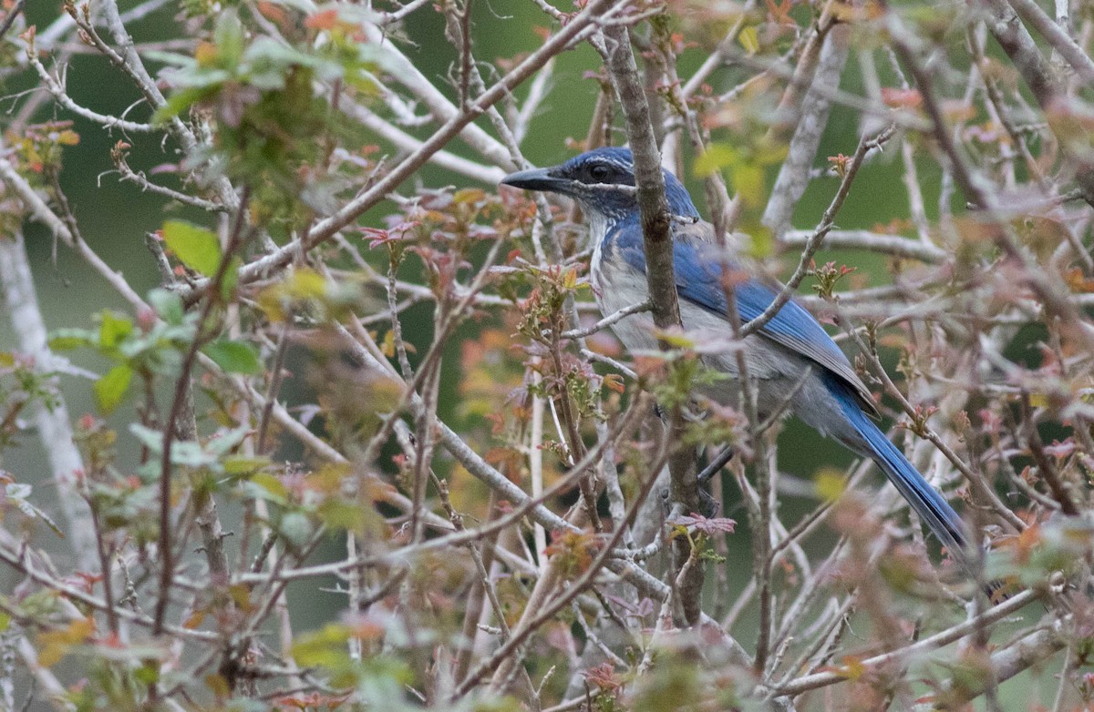 California Scrub-Jay - Joachim Bertrands