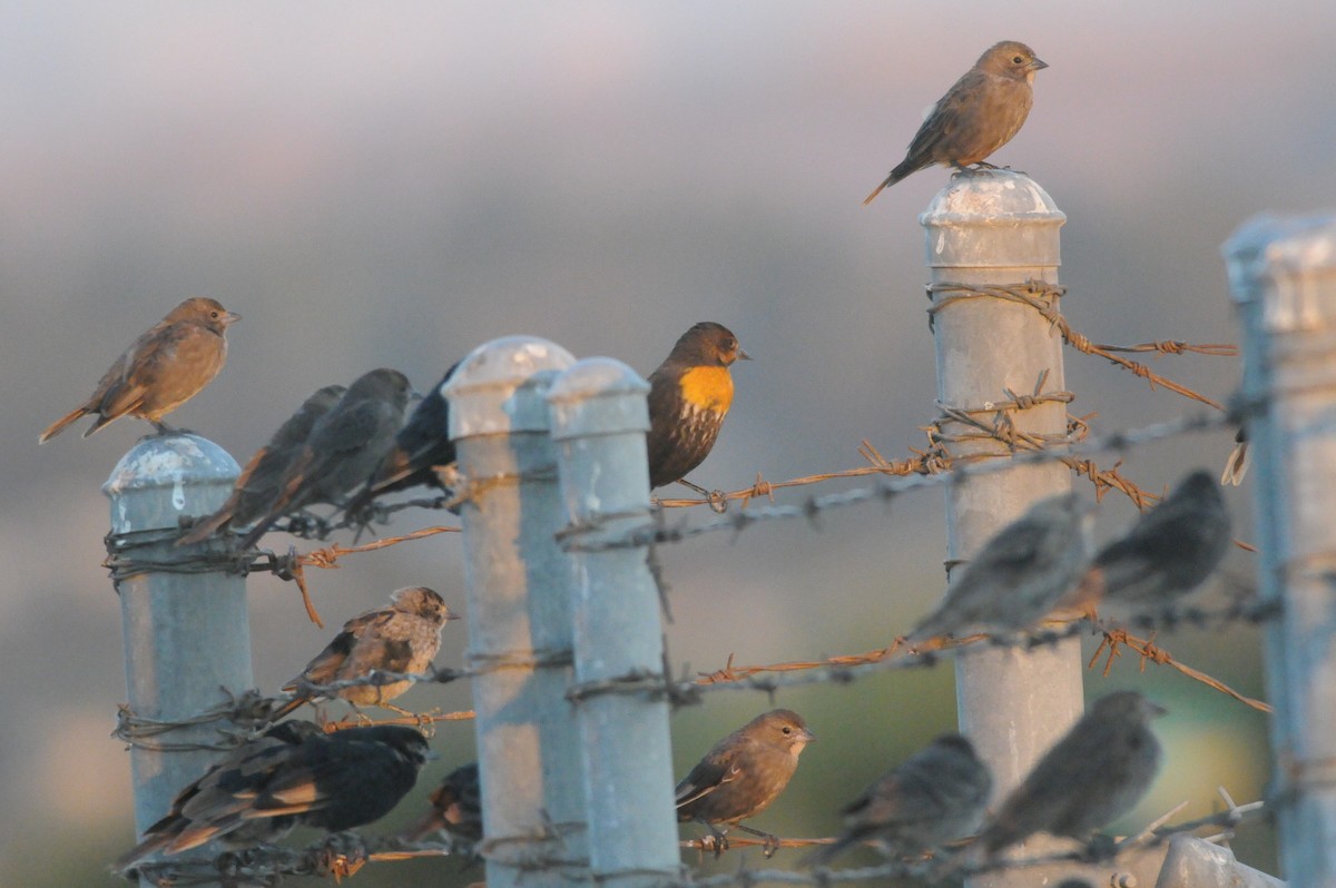 Yellow-headed Blackbird - ML132993281