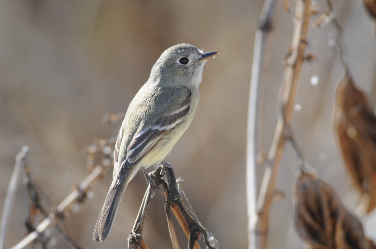 Dusky Flycatcher - ML132993531