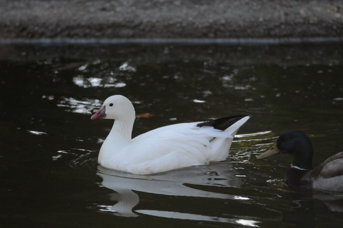 Ross's Goose - Mike Huang