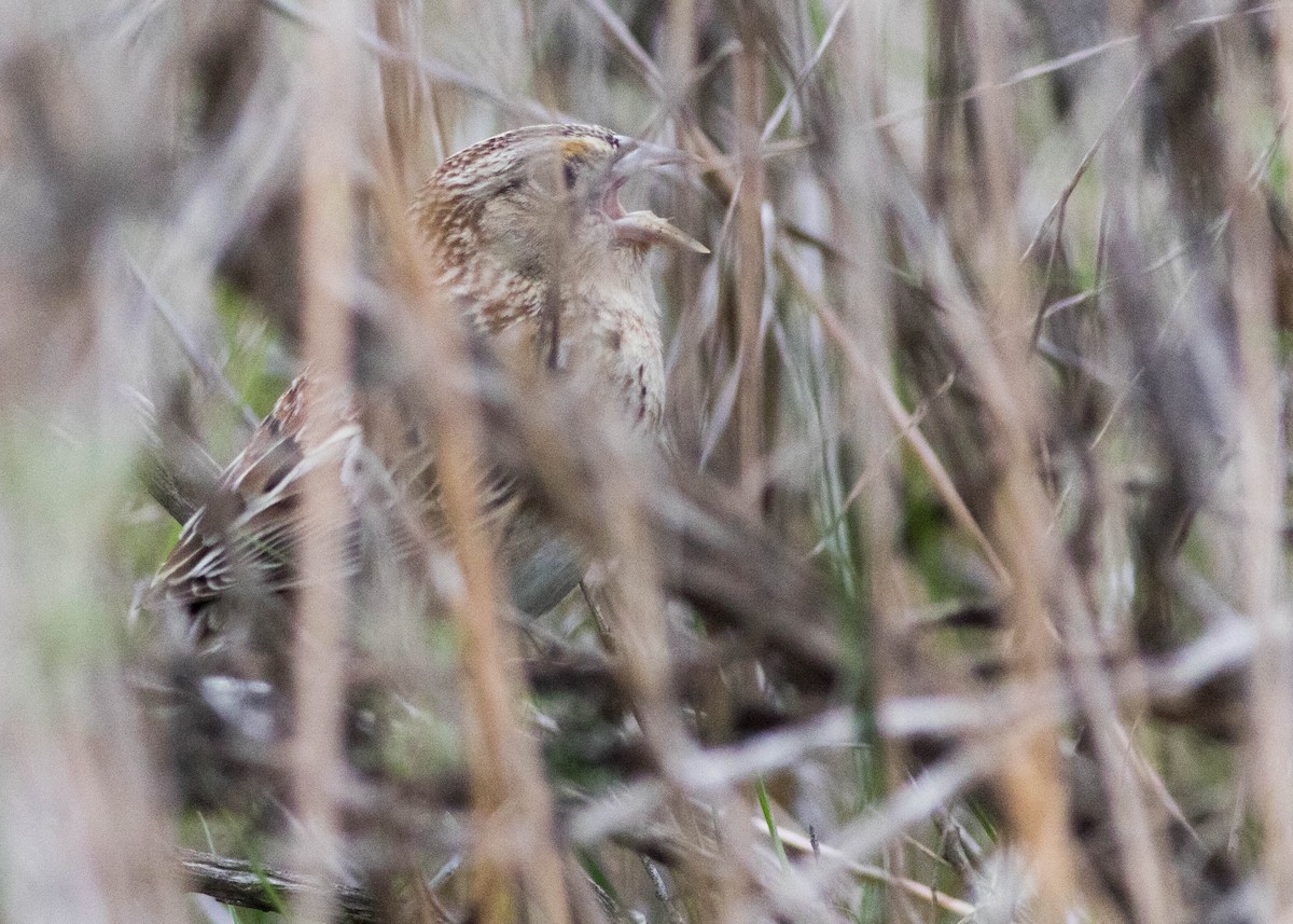 Grasshopper Sparrow - ML132994371