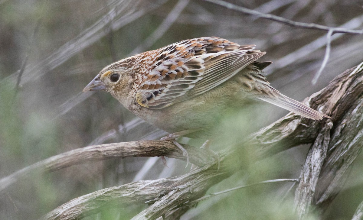 Grasshopper Sparrow - ML132994391