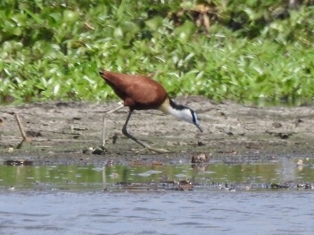 African Jacana - ML132995231