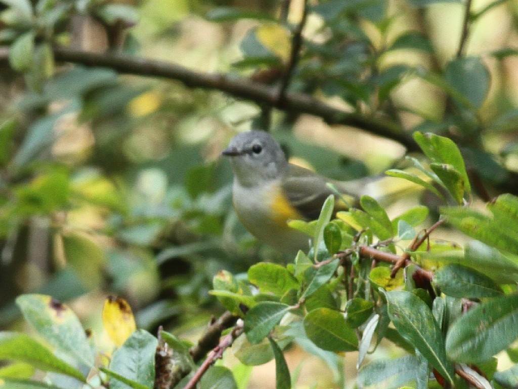 American Redstart - ML132996441