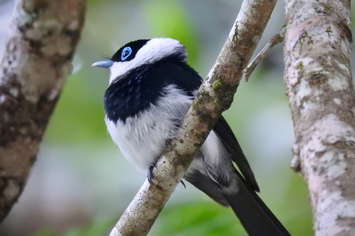 Pied Monarch - ML132996561