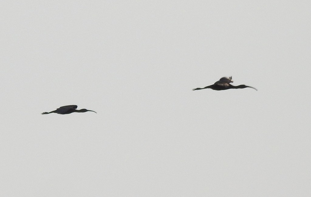 Glossy Ibis - ML132996951