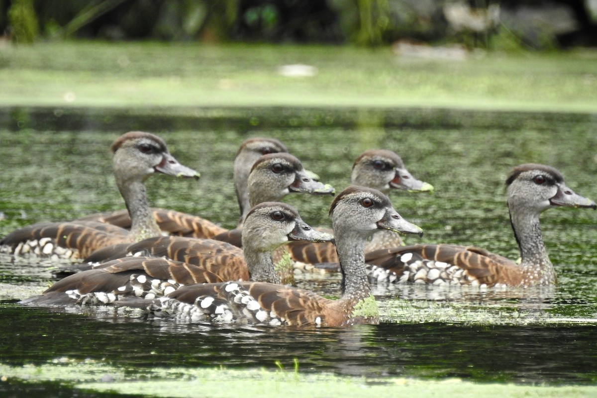 Spotted Whistling-Duck - ML132997081