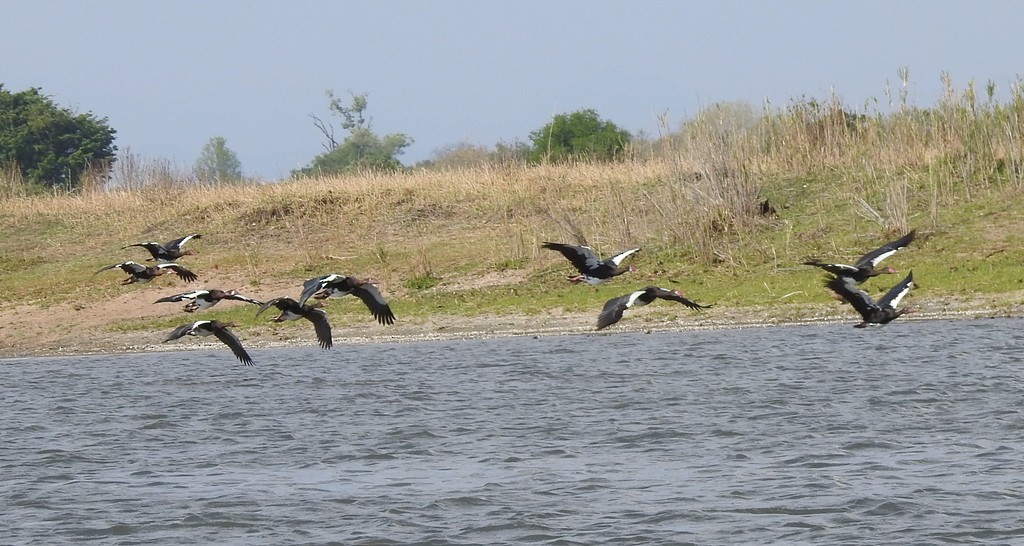 Spur-winged Goose - ML132997801