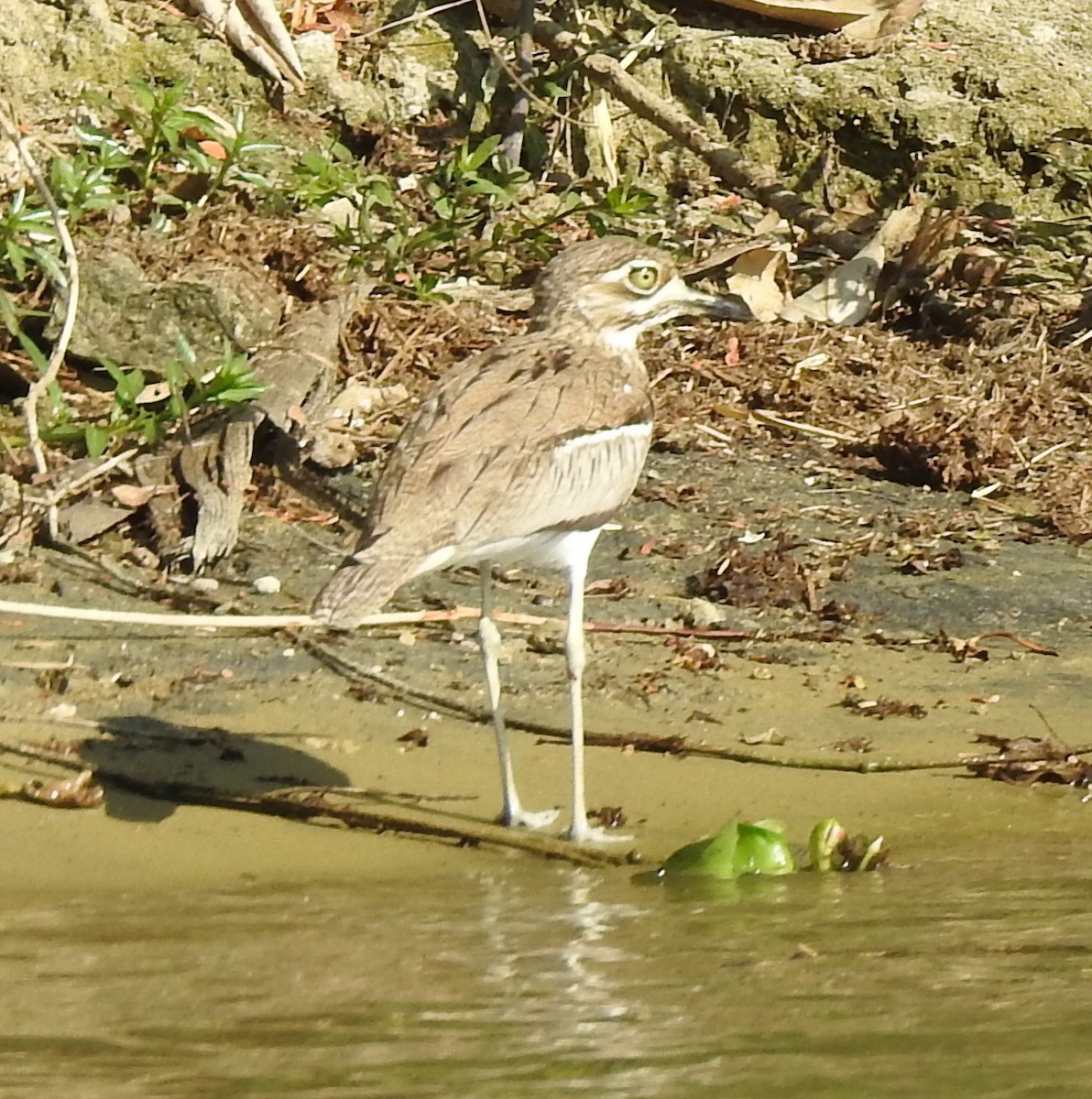 Water Thick-knee - ML132997991