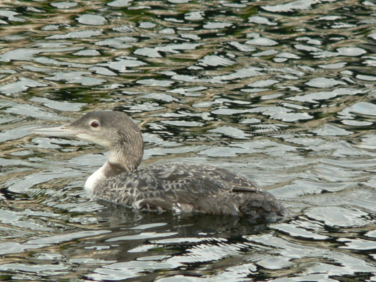 Common Loon - ML132999261