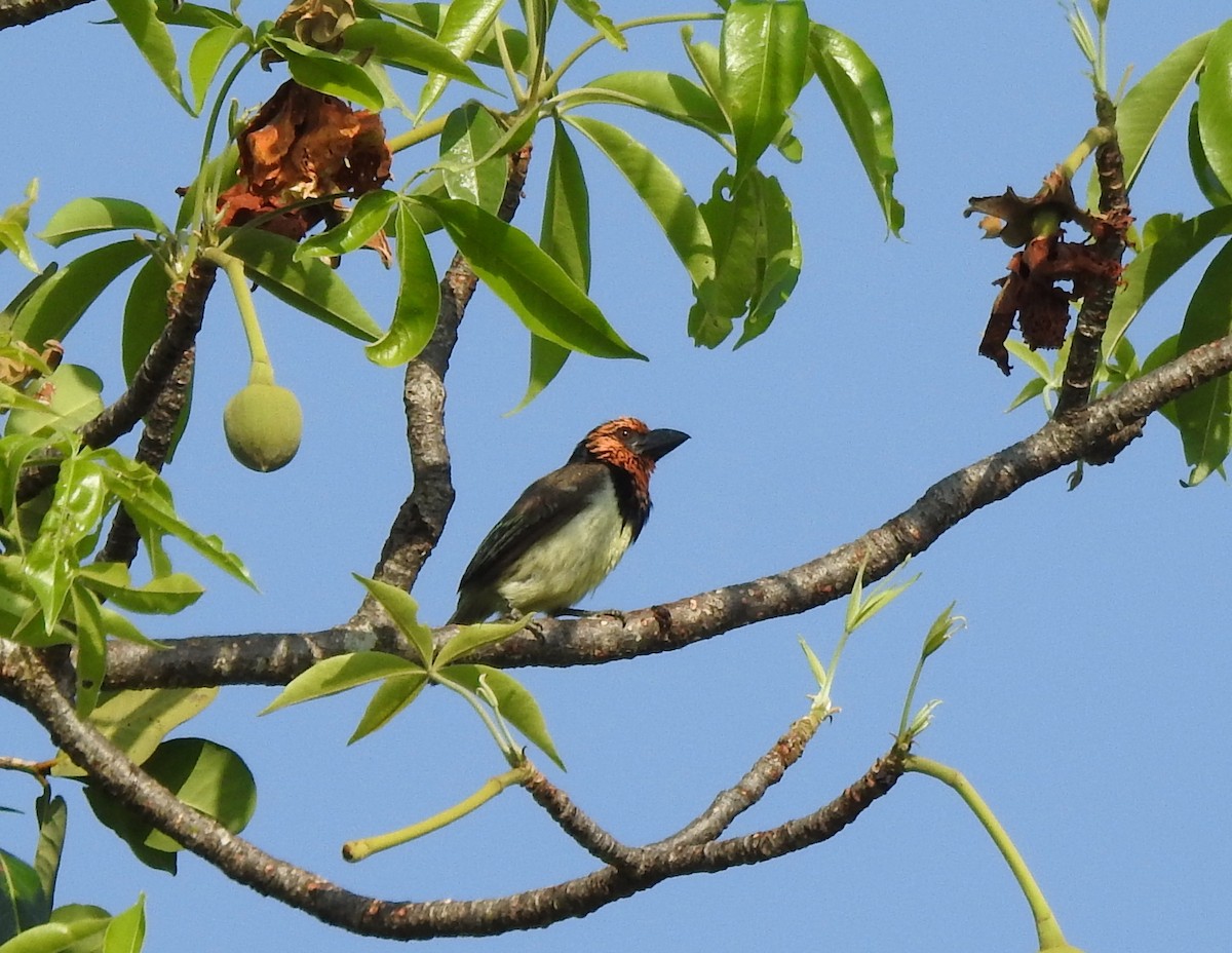 Black-collared Barbet - ML132999911