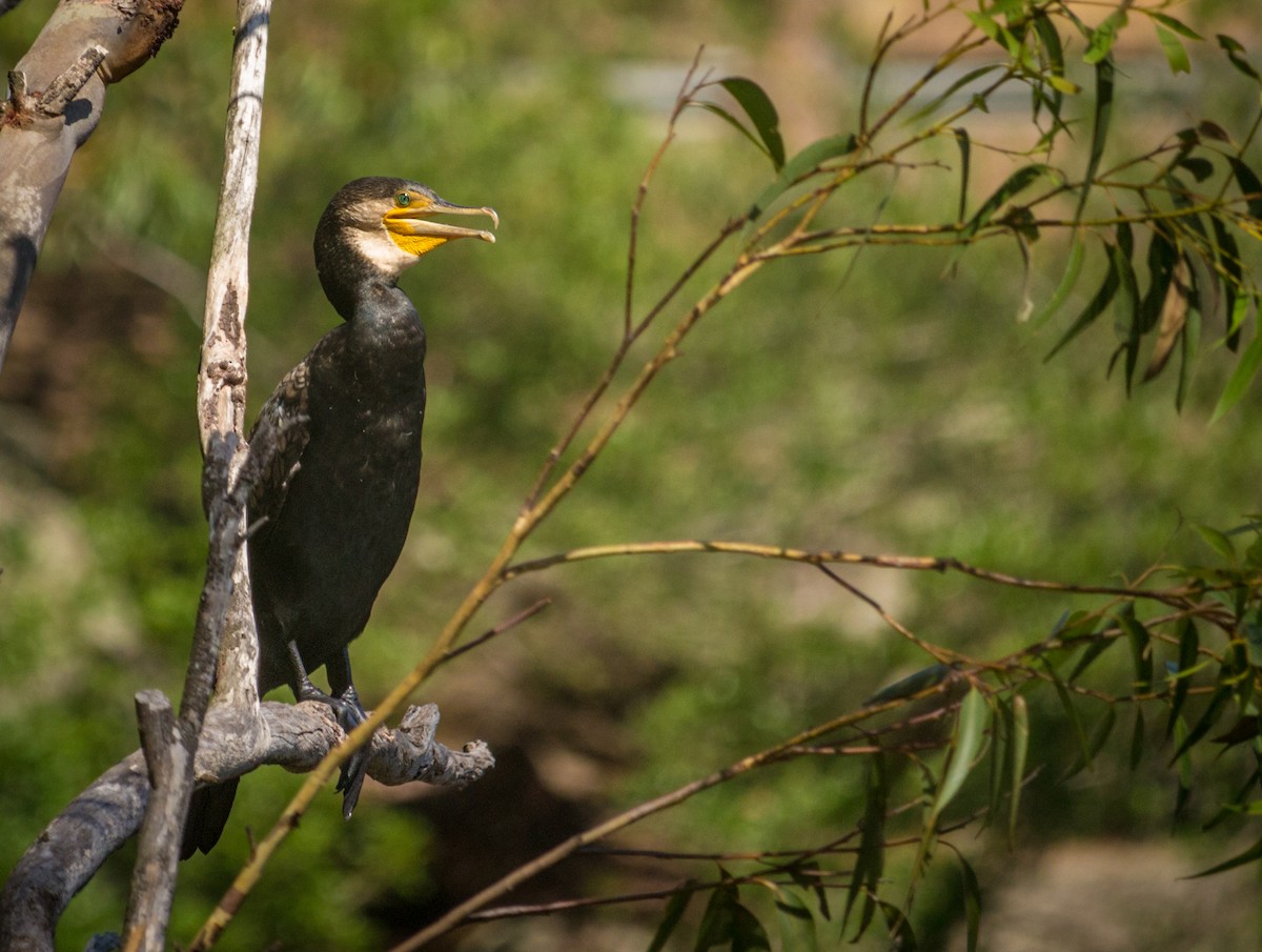 Great Cormorant - ML133000151