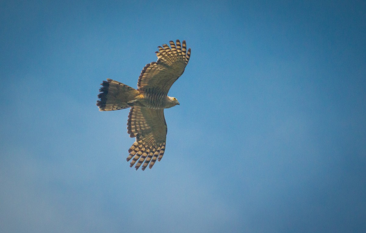 Pacific Baza - ML133000321