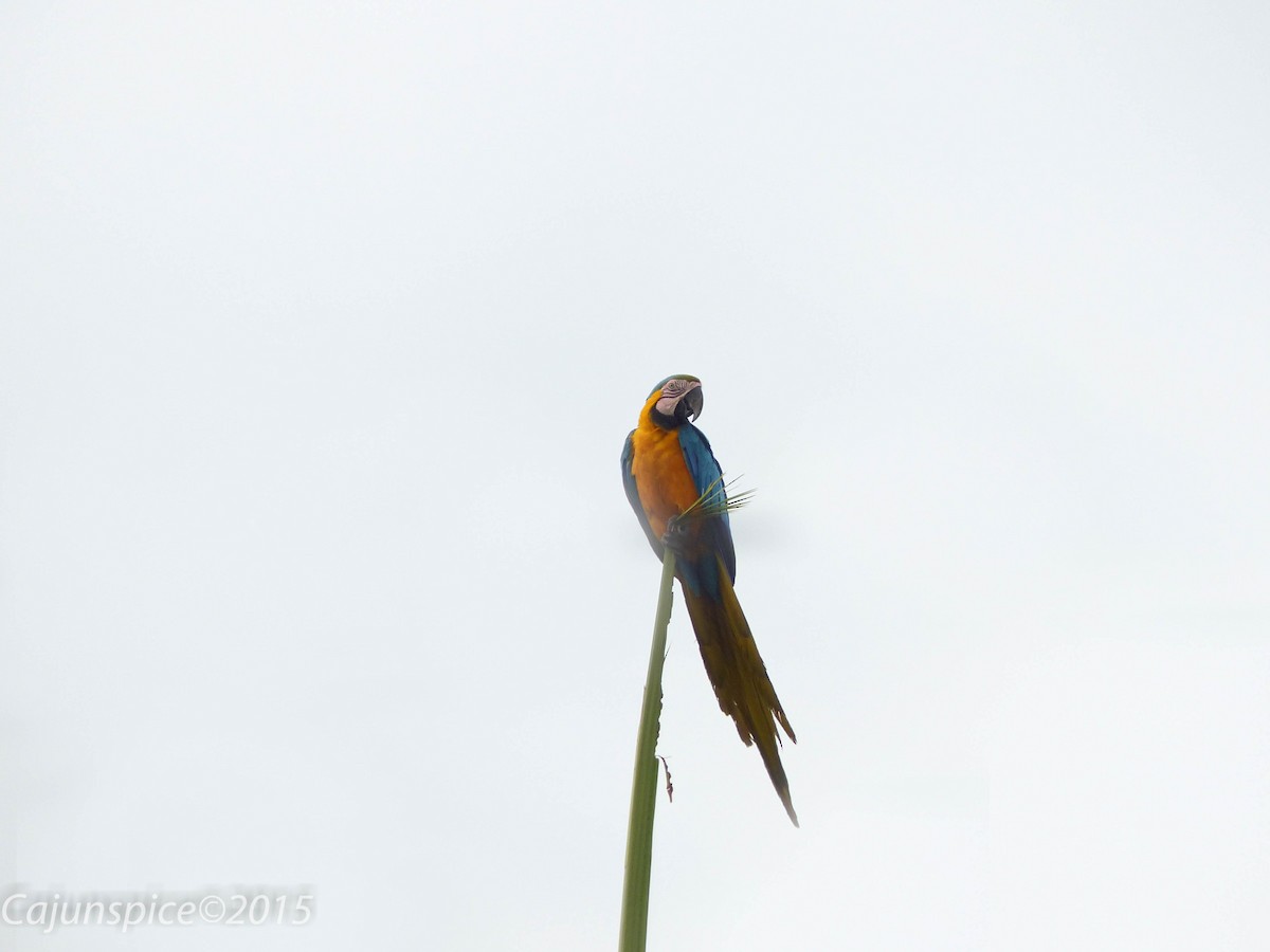 Blue-and-yellow Macaw - ML133000361