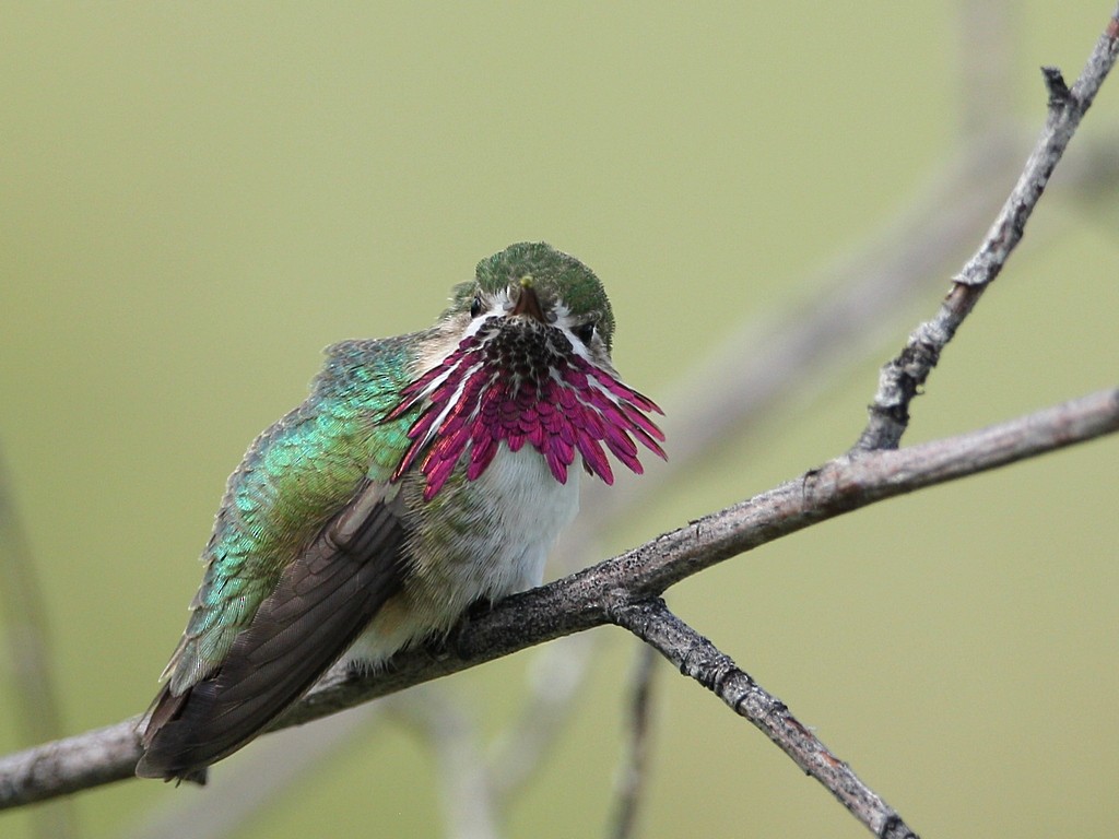 Calliope Hummingbird - Ben Tsai