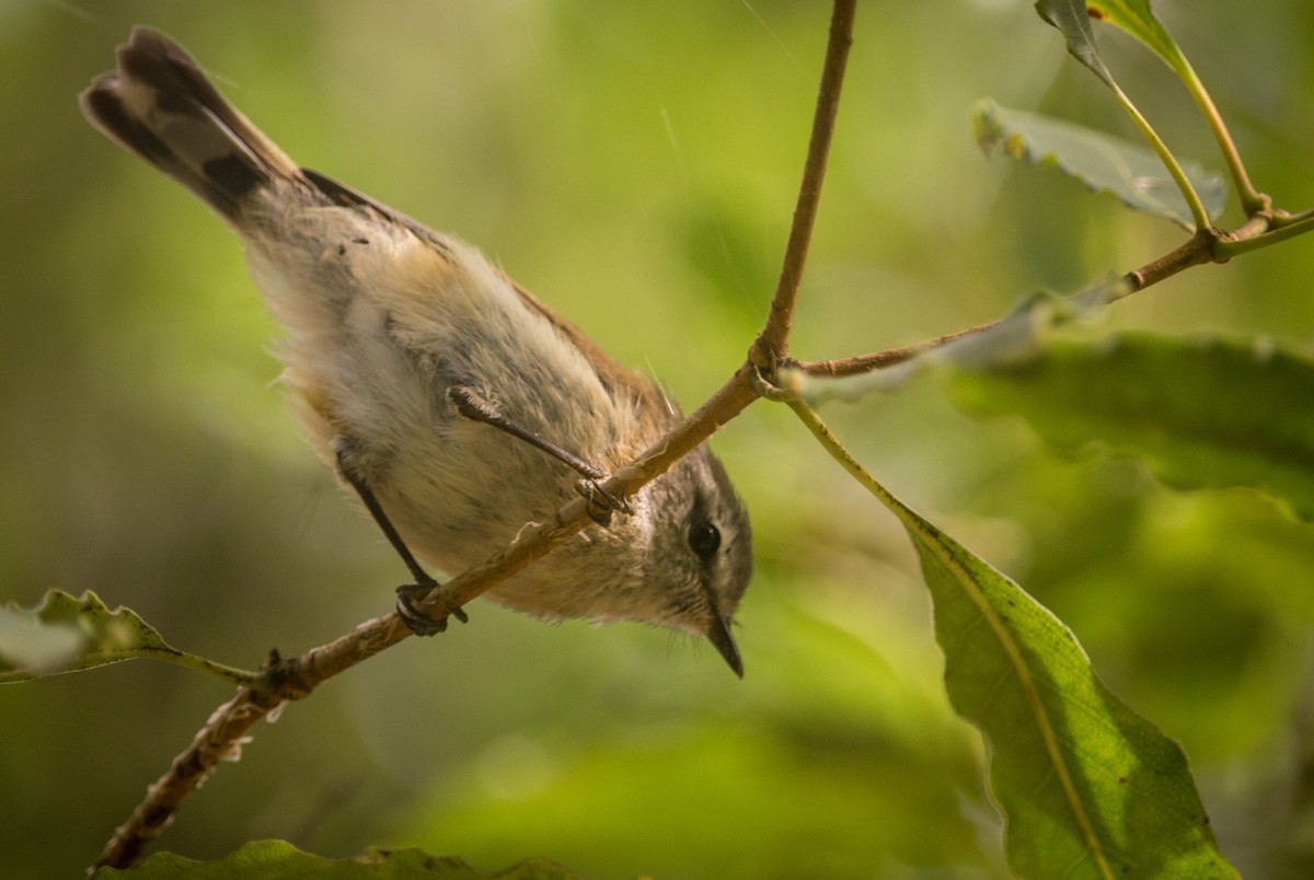 Brown Gerygone - ML133001441