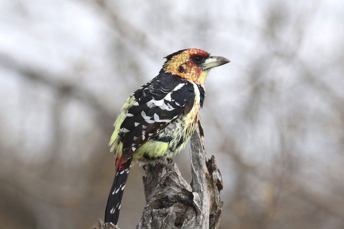 Crested Barbet - ML133001671