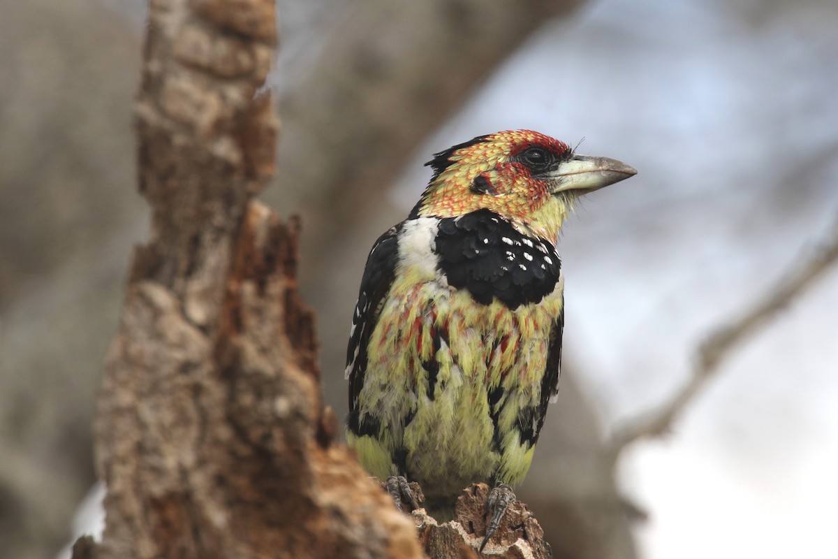 Crested Barbet - ML133001781