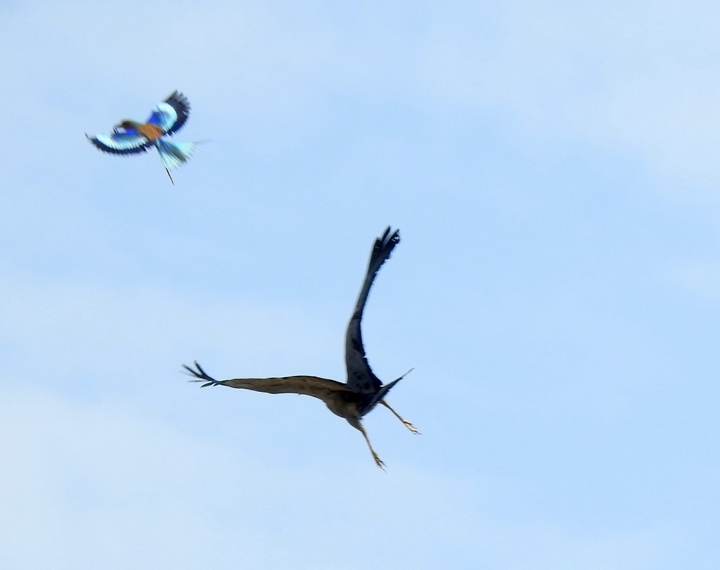 African Harrier-Hawk - ML133003061